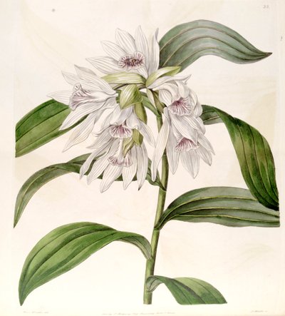 Thunia alba by Miss Drake